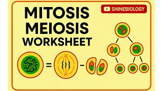 MITOSIS and MEOSIS worksheet