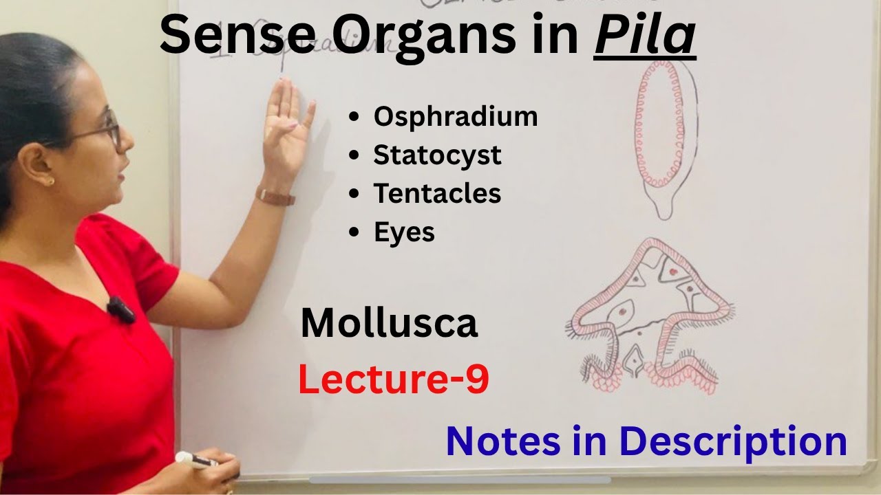 Sense Organs in Pila | Apple snail | Type Study-Pila | Osphradium | Tentacles | Statocyst | Eyes.