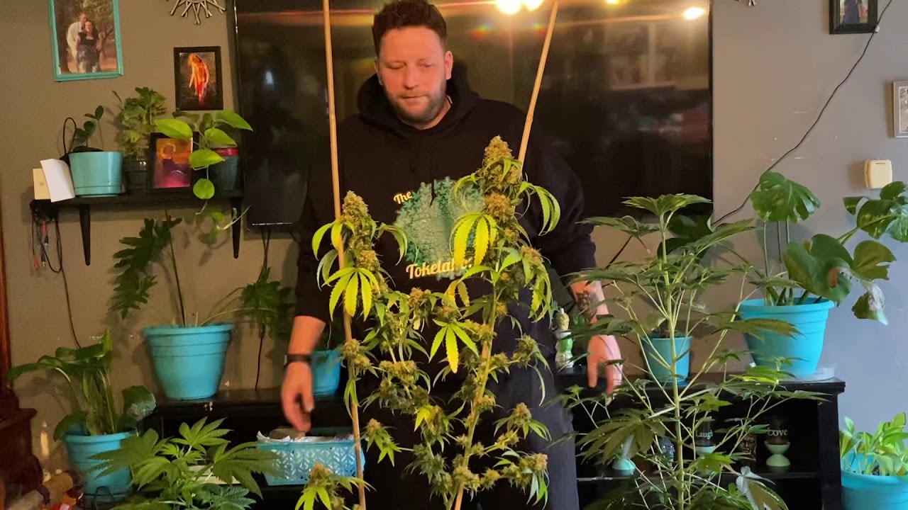 Cherry Limeade Strain YouTube