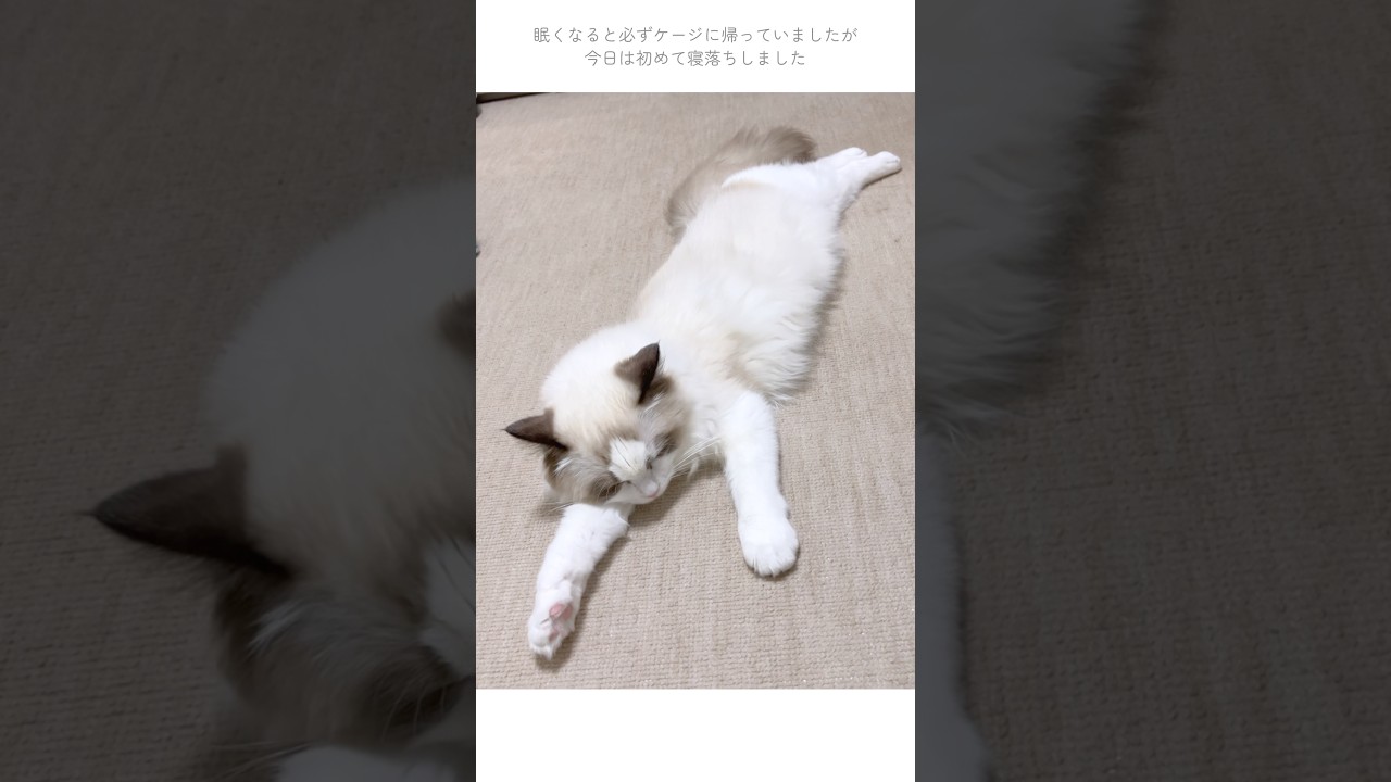 生後7ヶ月になった子猫🐈🌸【ラグドール】 - YouTube