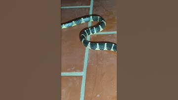 cạp nia cắn bé gái #cạpnia #snake #cobra