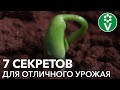 ФАСОЛЬ СПАРЖЕВАЯ, ВЬЮЩАЯСЯ, СТРУЧКОВАЯ: все секреты посадки для большого урожая!