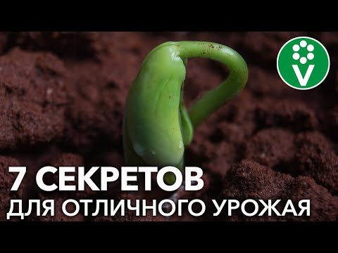 Видео: Посадка фасоли в саду: виды фасоли и способы ее выращивания