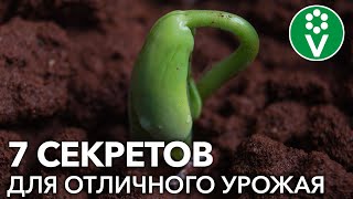 ФАСОЛЬ СПАРЖЕВАЯ, ВЬЮЩАЯСЯ, СТРУЧКОВАЯ: все секреты посадки для большого урожая!