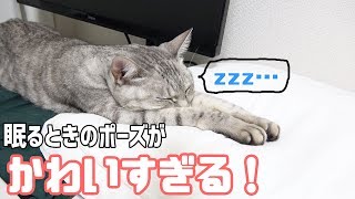 前足だけ伸ばして眠る猫がかわいい！