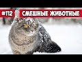 Смешные животные - кот на снегу | Bazuzu Video ТОП подборка 112, март 2018