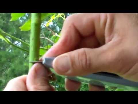 How to Graft Roses