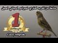 ساعة من تغريد كناري تمبرادو اسباني اصيل ساعة من تغريد كناري تمبرادو اسباني اصيل