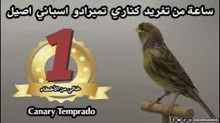 ساعة من تغريد كناري تمبرادو اسباني اصيل