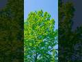 Beautiful pear tree & Spring season #pear #trending #pearllove