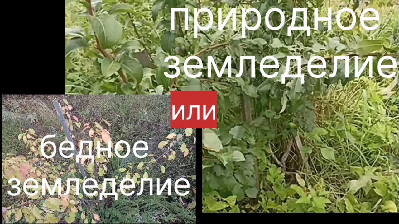 Природное или бедное земледелие?