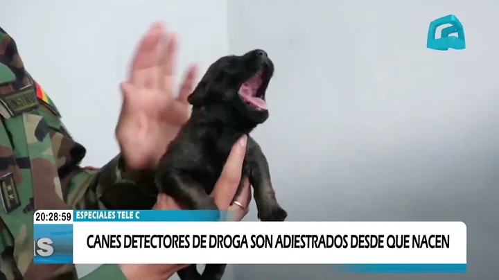TELE C SPECIALS: DRUG-DETECTING DOGS ARE TRAINED FROM BIRTH.