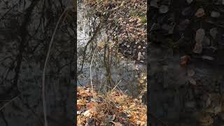 Снегири прилетели, у них водопой на ручье. Прогулка.  Тюмень.