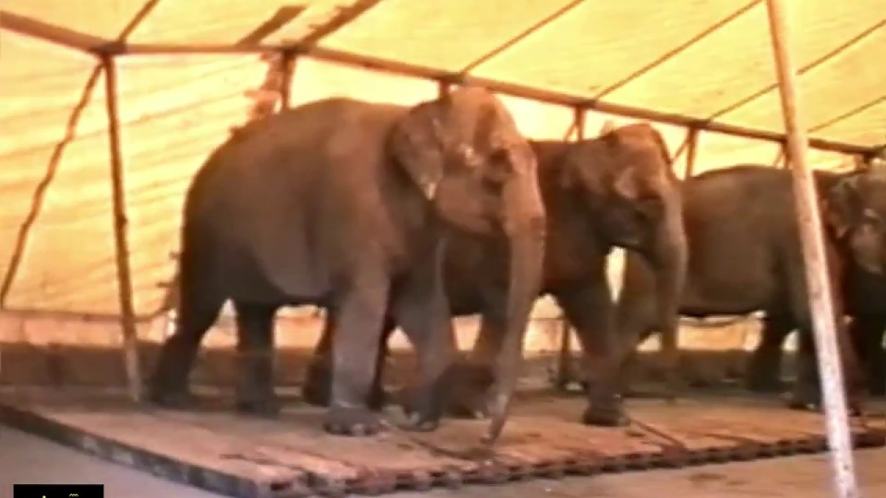 Circus KRONE Menagerie | Stallen | Stables | 1989