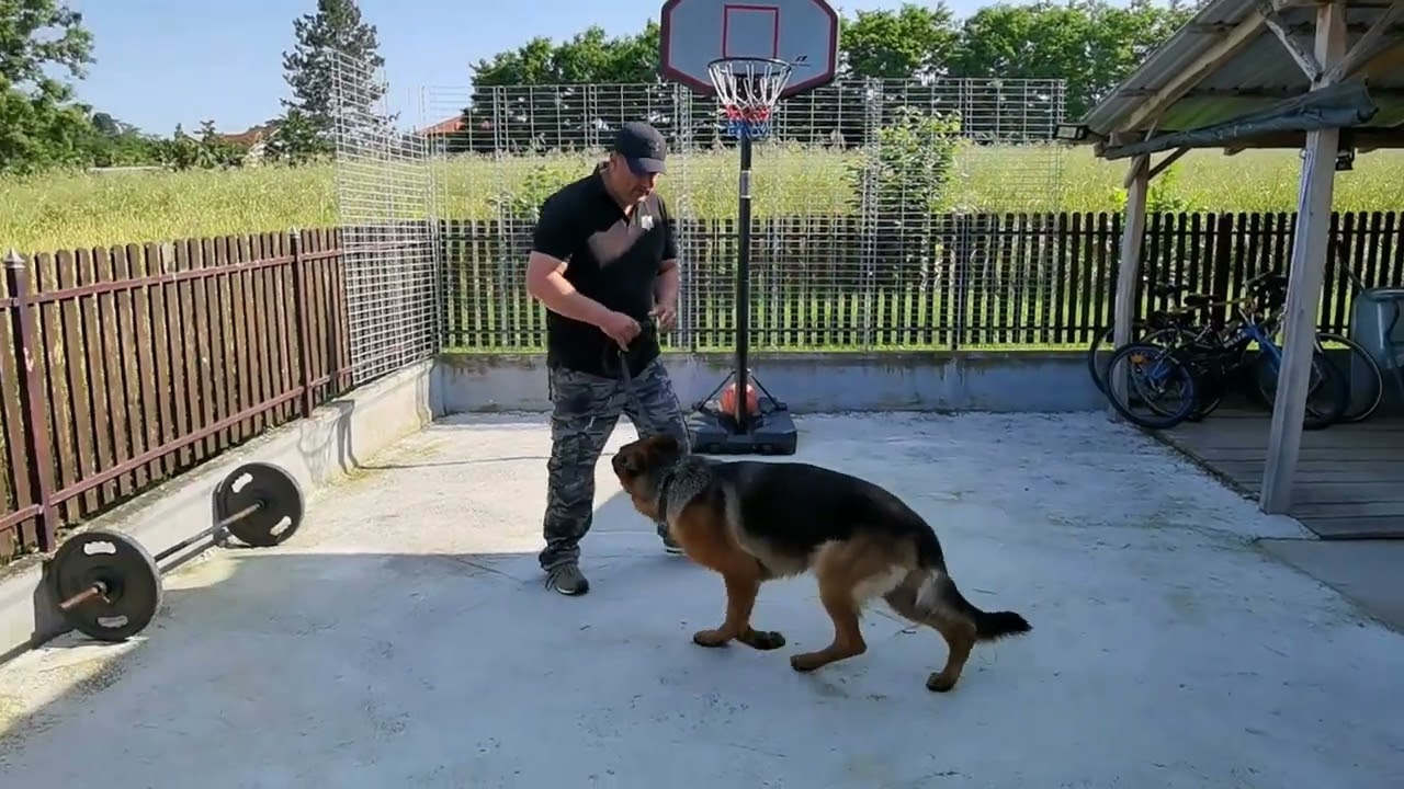 Njemački ovčar Rex - peti radni dan (2023)