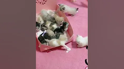 Video 11883681: cat kitten, kitten cute funny