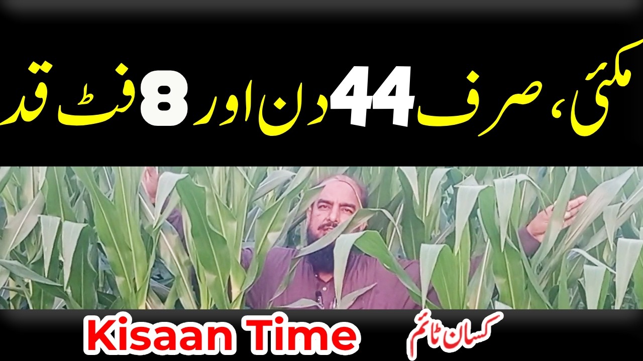 Makki ki fasal makki ki fasal lagane ka tarika makki ki fasal kitne din mein taiyar hota kisan time