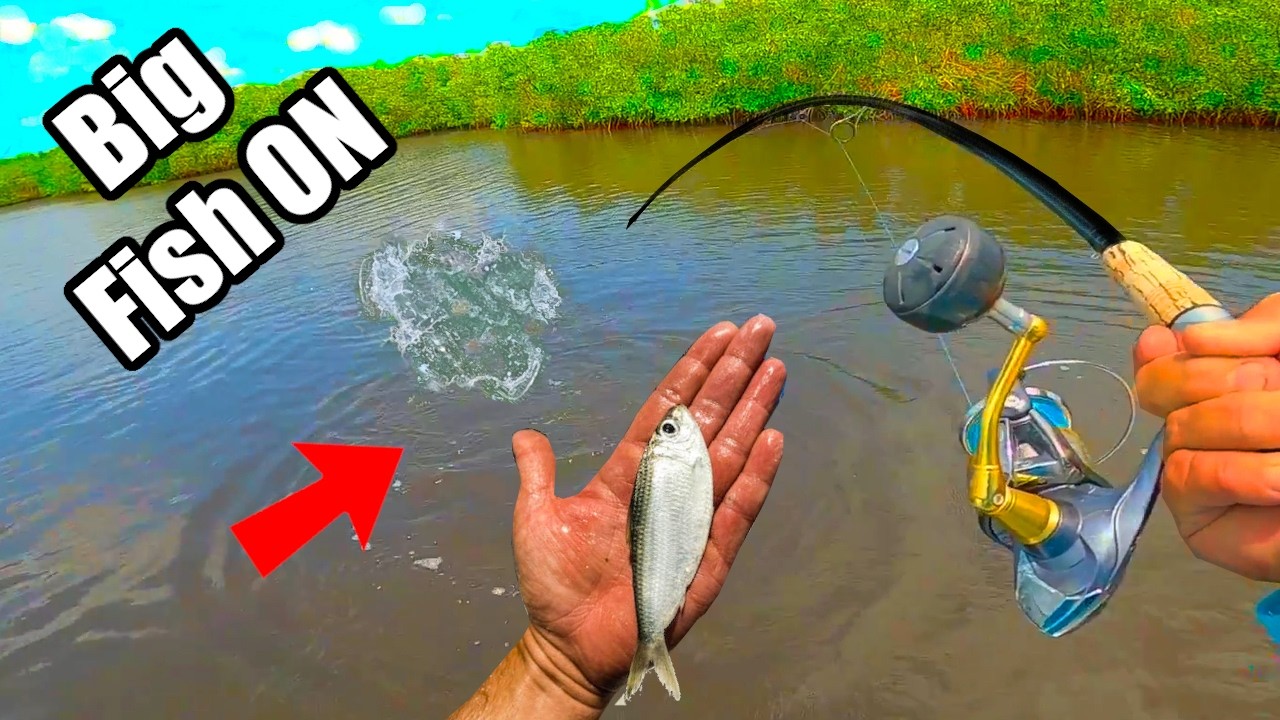 Easy Way To Catch Loads Of Saltwater Fish In Florida (Inshore Charter Boat Fishing With Live Bait)