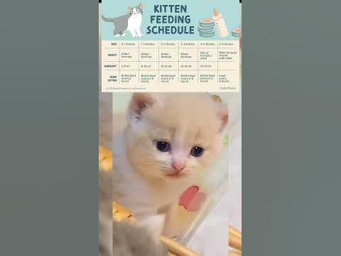 KITTEN FEEDING SCHEDULE#cat #shorts - YouTube