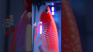 One Off The Most Experience Arwana Fish 