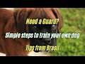 8 easy steps to train your dog to guard your house