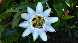 Passiflora (flower opening timelapse) 160x