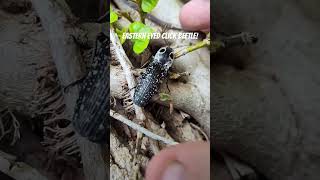Eastern Eyed Click Beetle Wow So Cool