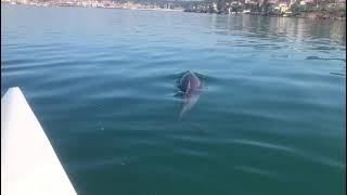 Çamlık 87 Hotel Ayvalık - Zeytin Yunus Denizde Bize Eşlik Ediyor