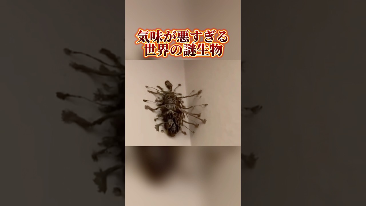 あなたの人生で最も謎な生物集