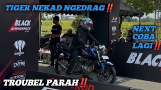 TIGER NEKAD NGEDRAG‼️TROUBEL PARAH GANK🥹