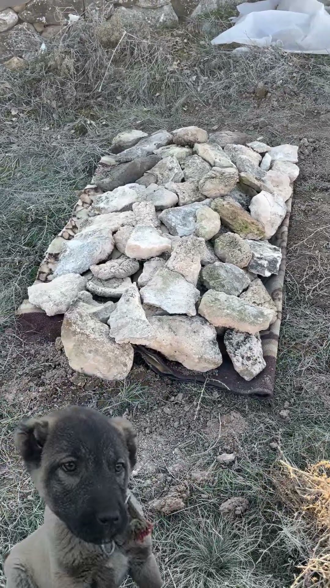 Paşayı Kaybettik Hastalığa Yenildi !!