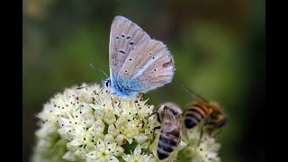 Wonderful Damselfly, Jewel Beetle, Butterflies, Peony, Tulip, Kangaroo Paw, Snapdragons, Anemone