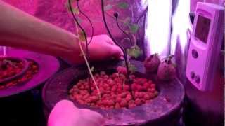 Bedroomgardener - plant update 3-9-12- LED Grow light review