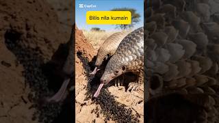 Download Lagu Bilis nila kumain  #pangulin #everyone  #followers #funny #viralvideo #animals MP3