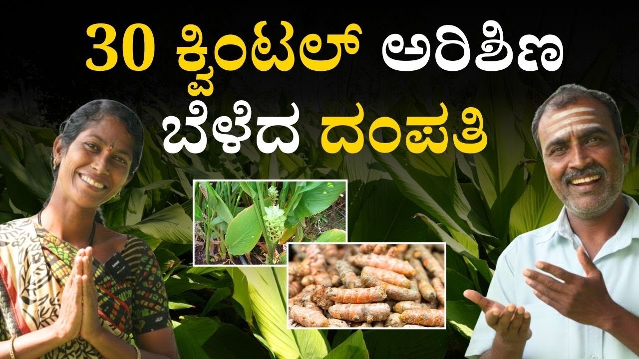 30 ಕ್ವಿಂಟಲ್ ಅರಿಶಿಣ ಬೆಳೆದ ದಂಪತಿ