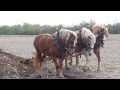 2015 Draft Horse &amp; Mule Plow Day #2