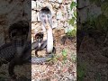 "Terrifying Presence of Two Cobra Snakes"