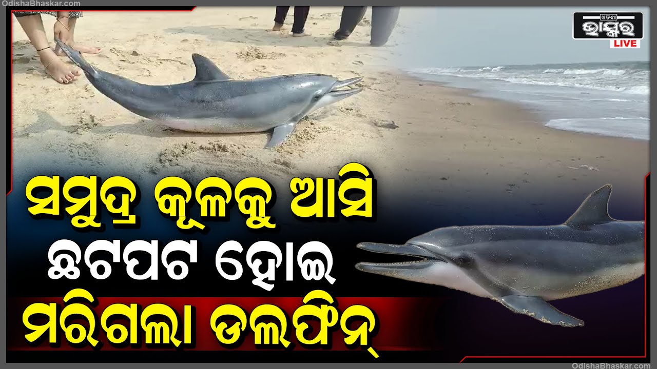 କେହି ବଞ୍ଚାଇଲେ ନାହିଁ, ଦେଖୁ ଦେଖୁ ଲୋକଙ୍କ ଆଗରେ ଚାଲିଗଲା ଡଲଫିନର ଜୀବନ