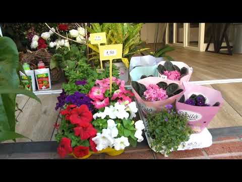 Vídeo: On treballa una floristeria?
