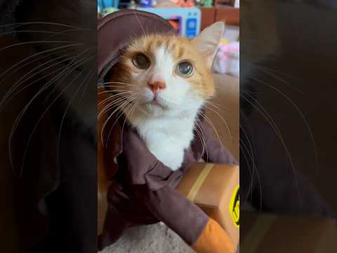 He was the best delivery driver as long as you had salmon. #shorts #cat