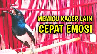 MEMICU KACER LAIN CEPAT EMOSI GACOR CEPAT ON !! PANCINGAN KACER GACOR JAMIN NYAUT.