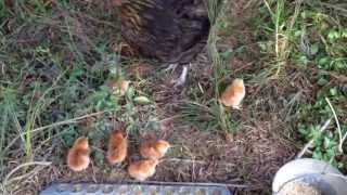 Mother hen Black Copper Marans & Rhode Island Red chicks Black Copper Marans Roosters Versus Rhode Island Red