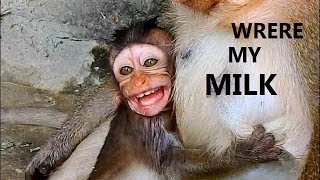 Download Lagu Who know My Feeling ! Who Pity Me !! Mom not allow milk for me || Don't cry Copper you can eat food MP3