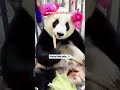 BIG BOOM IN THE ROOM VIDEO VIRAL POPULAR TRENDING REMIX SONG #video #viral #remix #song #trending