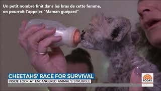 Laurie Marker Ccf Au Somaliland - Nbc- Un Refuge Pour Guépards Issus Du Trafic Danimaux Sauvages