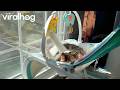Cat Caught Playing in Rocking Baby Chair || ViralHog