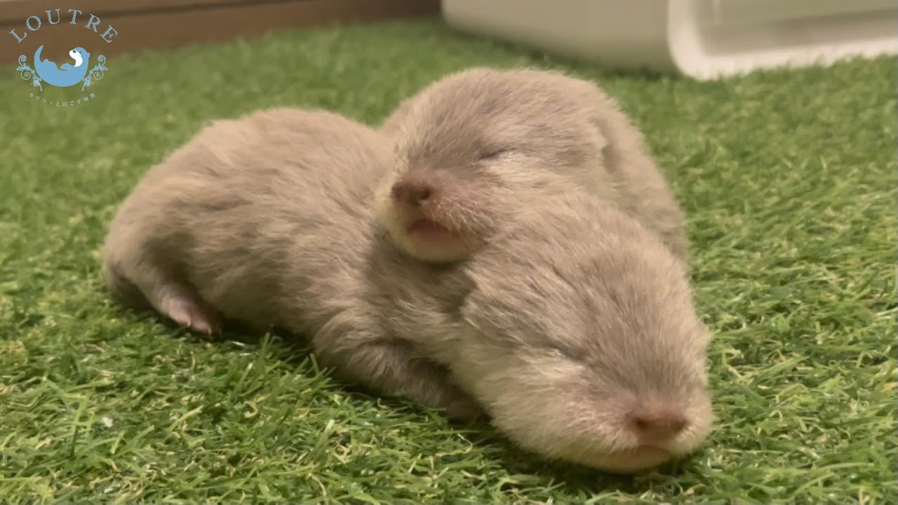 カワウソの赤ちゃん まるでプリンのような動きが可愛すぎた 生後2週間 Otter Baby Move Like A Pudding Week 2 Youtube カワウソの赤ちゃん まるでプリンのような動きが可愛すぎた 生後2週間 Otter Baby Move Like A Pudding Week 2 Youtube