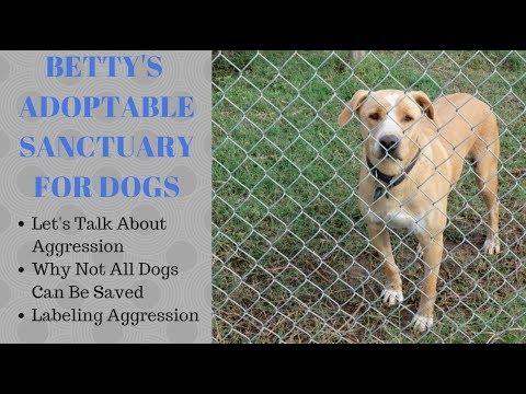 aggressive dog sanctuary