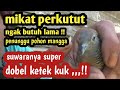 Rejiki udah ada yang ngatur!!  Mikat perkutut target suwara besar dobel ketek kuk!!