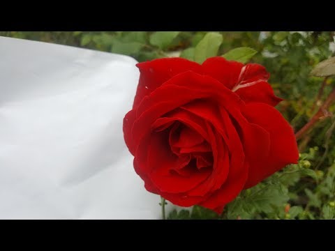 Video: Kas yra Meilland Roses?